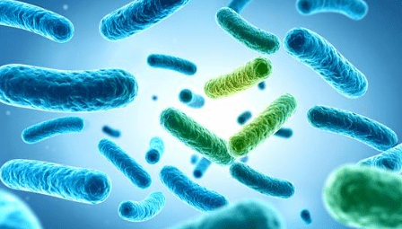 Foto-2-articulo-probioticos-monocepa_multicepa ¿Probióticos monocepa o multicepa? Diferencias, evidencia científica y cómo elegir